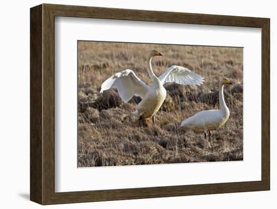 Iceland, West Fjords, Song Swans, Cygnus Cygnus,-Bernd Rommelt-Framed Photographic Print