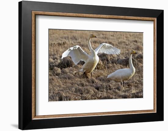 Iceland, West Fjords, Song Swans, Cygnus Cygnus,-Bernd Rommelt-Framed Photographic Print