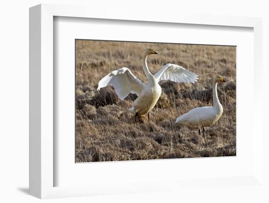 Iceland, West Fjords, Song Swans, Cygnus Cygnus,-Bernd Rommelt-Framed Photographic Print