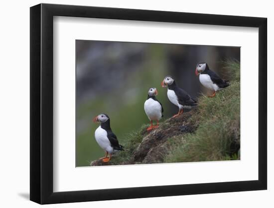 Iceland, Westfjords, A group of Atlantic puffins on a steep grassy hillside.-Ellen Goff-Framed Photographic Print