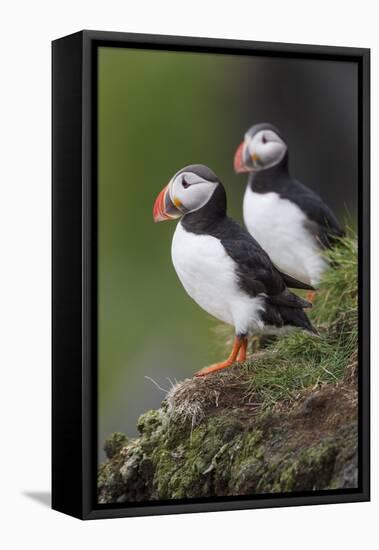 Iceland, Westfjords. A group of Atlantic puffins on a steep grassy hillside.-Ellen Goff-Framed Premier Image Canvas