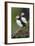 Iceland, Westfjords. A group of Atlantic puffins on a steep grassy hillside.-Ellen Goff-Framed Photographic Print