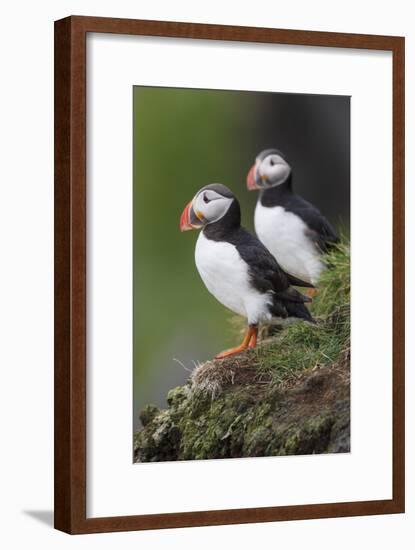 Iceland, Westfjords. A group of Atlantic puffins on a steep grassy hillside.-Ellen Goff-Framed Photographic Print