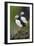 Iceland, Westfjords. A group of Atlantic puffins on a steep grassy hillside.-Ellen Goff-Framed Photographic Print