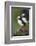 Iceland, Westfjords. A group of Atlantic puffins on a steep grassy hillside.-Ellen Goff-Framed Photographic Print