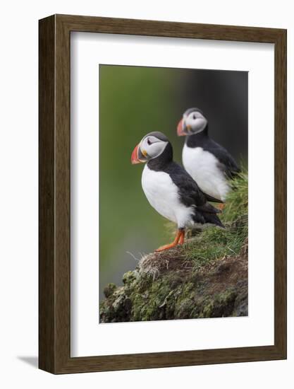 Iceland, Westfjords. A group of Atlantic puffins on a steep grassy hillside.-Ellen Goff-Framed Photographic Print