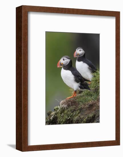 Iceland, Westfjords. A group of Atlantic puffins on a steep grassy hillside.-Ellen Goff-Framed Photographic Print