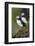 Iceland, Westfjords. A group of Atlantic puffins on a steep grassy hillside.-Ellen Goff-Framed Photographic Print