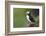 Iceland, Westfjords. Atlantic puffin looking over a grassy hillside.-Ellen Goff-Framed Photographic Print