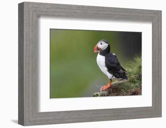 Iceland, Westfjords. Atlantic puffin looking over a grassy hillside.-Ellen Goff-Framed Photographic Print