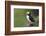 Iceland, Westfjords. Atlantic puffin looking over a grassy hillside.-Ellen Goff-Framed Photographic Print