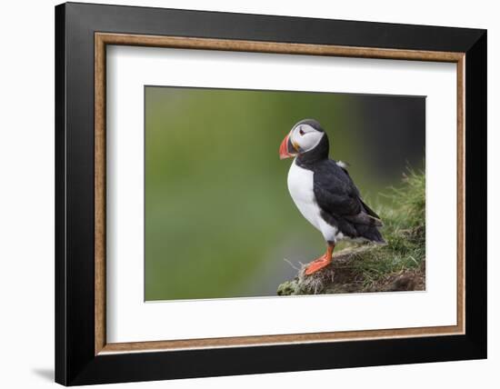 Iceland, Westfjords. Atlantic puffin looking over a grassy hillside.-Ellen Goff-Framed Photographic Print