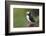 Iceland, Westfjords. Atlantic puffin looking over a grassy hillside.-Ellen Goff-Framed Photographic Print