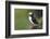 Iceland, Westfjords. Atlantic puffin looking over a grassy hillside.-Ellen Goff-Framed Photographic Print