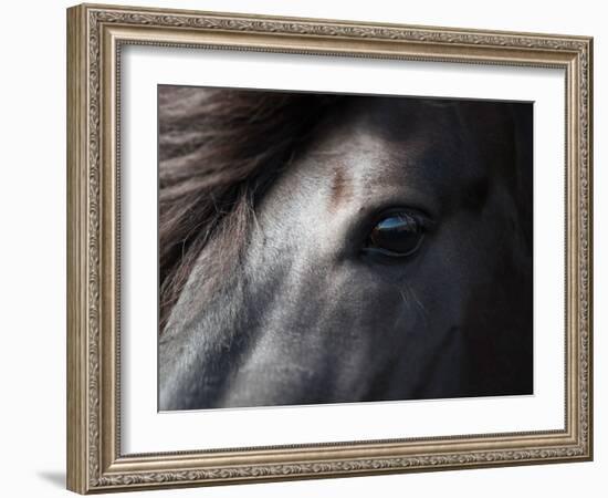 Icelandic Black Stallion, Iceland-null-Framed Photographic Print