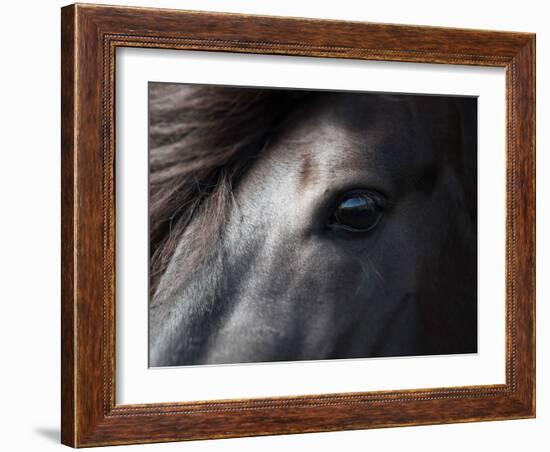 Icelandic Black Stallion, Iceland-null-Framed Photographic Print