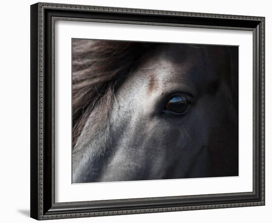 Icelandic Black Stallion, Iceland-null-Framed Photographic Print