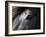 Icelandic Black Stallion, Iceland-null-Framed Photographic Print