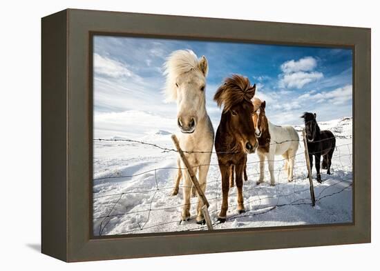 Icelandic Hair Style-Mike Leske-Framed Premier Image Canvas