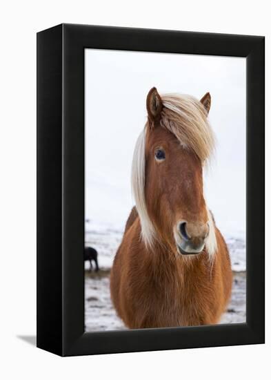 Icelandic Horse During Winter with Typical Winter Coat, Iceland-Martin Zwick-Framed Premier Image Canvas