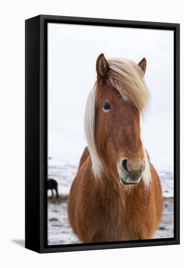 Icelandic Horse During Winter with Typical Winter Coat, Iceland-Martin Zwick-Framed Premier Image Canvas