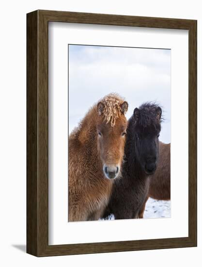 Icelandic Horse During Winter with Typical Winter Coat, Iceland-Martin Zwick-Framed Photographic Print