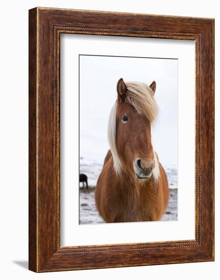 Icelandic Horse During Winter with Typical Winter Coat, Iceland-Martin Zwick-Framed Photographic Print