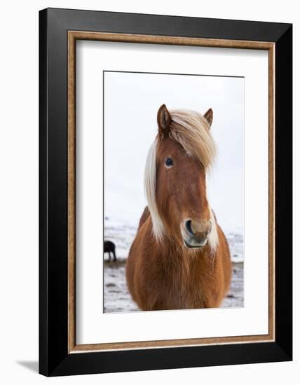 Icelandic Horse During Winter with Typical Winter Coat, Iceland-Martin Zwick-Framed Photographic Print