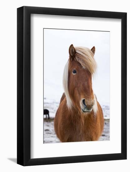 Icelandic Horse During Winter with Typical Winter Coat, Iceland-Martin Zwick-Framed Photographic Print