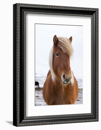 Icelandic Horse During Winter with Typical Winter Coat, Iceland-Martin Zwick-Framed Photographic Print