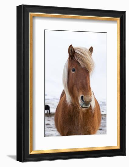 Icelandic Horse During Winter with Typical Winter Coat, Iceland-Martin Zwick-Framed Photographic Print