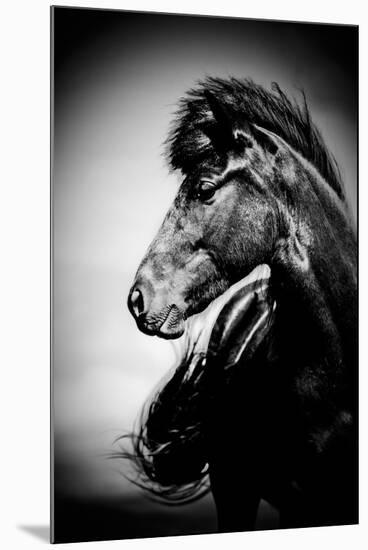 Icelandic Horse, Iceland-Panoramic Images-Mounted Photographic Print