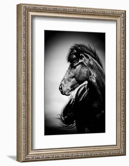 Icelandic Horse, Iceland-Panoramic Images-Framed Photographic Print