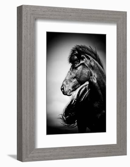 Icelandic Horse, Iceland-Panoramic Images-Framed Photographic Print