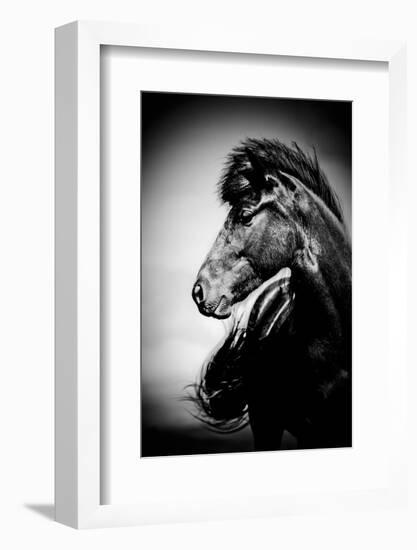 Icelandic Horse, Iceland-Panoramic Images-Framed Photographic Print