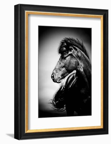 Icelandic Horse, Iceland-Panoramic Images-Framed Photographic Print