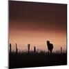 Icelandic Horse in Pasture at Sunset-Arctic-Images-Mounted Photographic Print