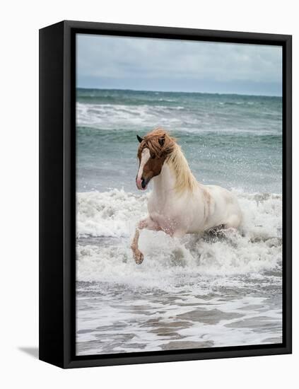 Icelandic Horse in the Sea, Longufjorur Beach, Snaefellsnes Peninsula, Iceland-null-Framed Stretched Canvas