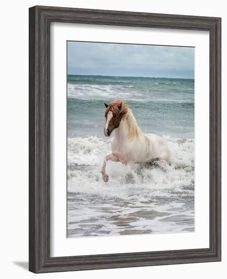 Icelandic Horse in the Sea, Longufjorur Beach, Snaefellsnes Peninsula, Iceland-null-Framed Photographic Print