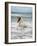 Icelandic Horse in the Sea, Longufjorur Beach, Snaefellsnes Peninsula, Iceland-null-Framed Photographic Print