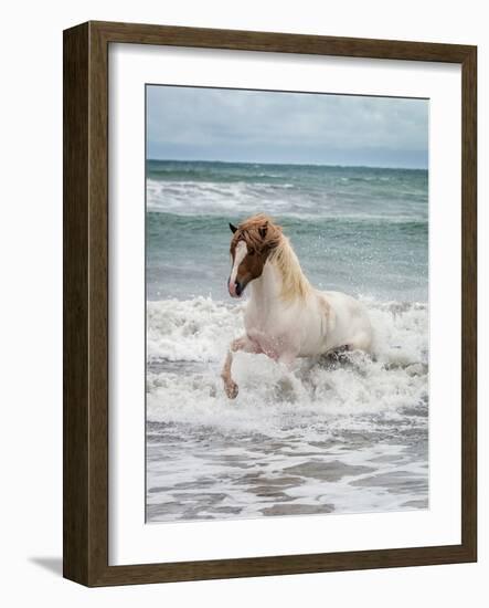 Icelandic Horse in the Sea, Longufjorur Beach, Snaefellsnes Peninsula, Iceland-null-Framed Photographic Print