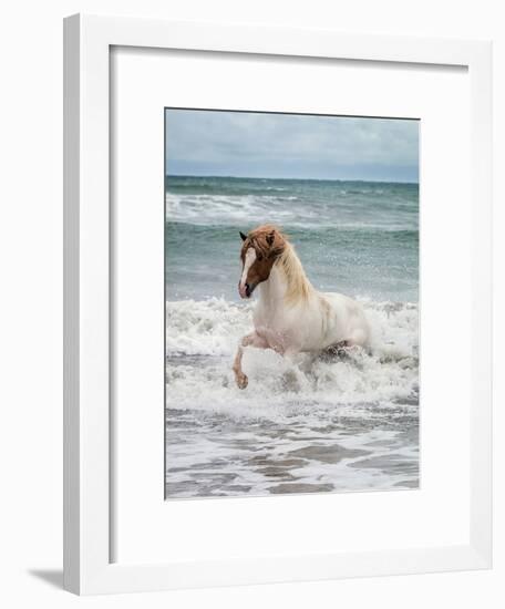 Icelandic Horse in the Sea, Longufjorur Beach, Snaefellsnes Peninsula, Iceland-null-Framed Photographic Print