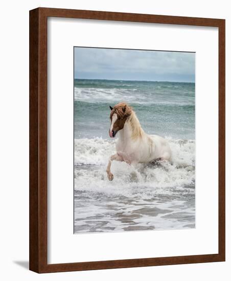 Icelandic Horse in the Sea, Longufjorur Beach, Snaefellsnes Peninsula, Iceland-null-Framed Photographic Print