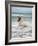 Icelandic Horse in the Sea, Longufjorur Beach, Snaefellsnes Peninsula, Iceland-null-Framed Photographic Print