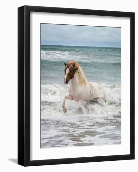 Icelandic Horse in the Sea, Longufjorur Beach, Snaefellsnes Peninsula, Iceland-null-Framed Photographic Print