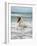 Icelandic Horse in the Sea, Longufjorur Beach, Snaefellsnes Peninsula, Iceland-null-Framed Photographic Print