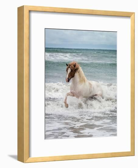 Icelandic Horse in the Sea, Longufjorur Beach, Snaefellsnes Peninsula, Iceland-null-Framed Photographic Print