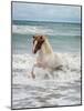 Icelandic Horse in the Sea, Longufjorur Beach, Snaefellsnes Peninsula, Iceland-null-Mounted Photographic Print