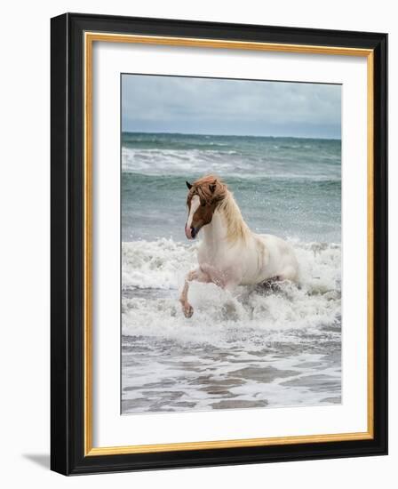 Icelandic Horse in the Sea, Longufjorur Beach, Snaefellsnes Peninsula, Iceland-null-Framed Photographic Print