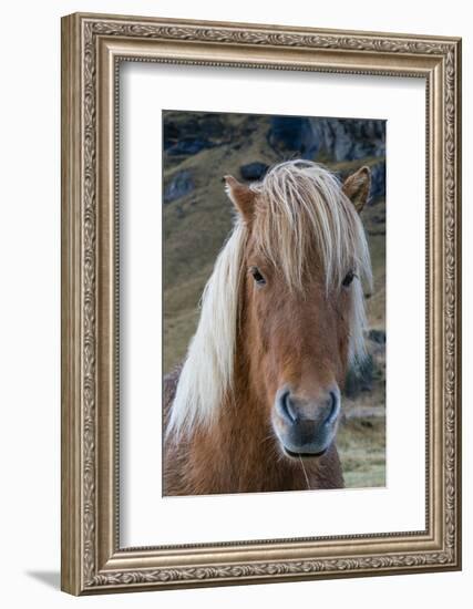 Icelandic horse near Vik, Iceland, Polar Regions-Sergio Pitamitz-Framed Photographic Print